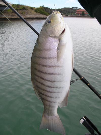 One of the nice blackfish taken near Bermagui Bridge